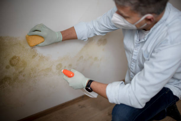 Best Home Mold Removal  in Elkhorn, CA