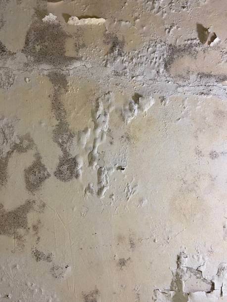 Office Mold Removal Services in Elkhorn, CA