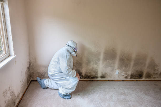 Best Office Mold Removal Services  in Elkhorn, CA
