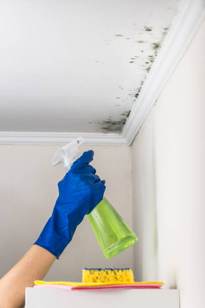 Professional Mold Removal in Elkhorn, CA