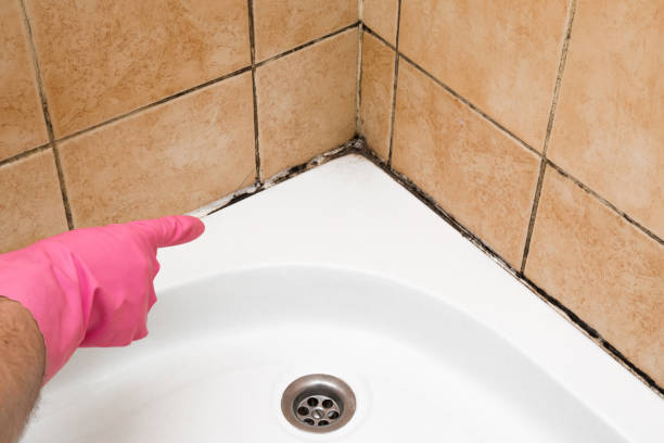Best Fast Mold Removal  in Elkhorn, CA
