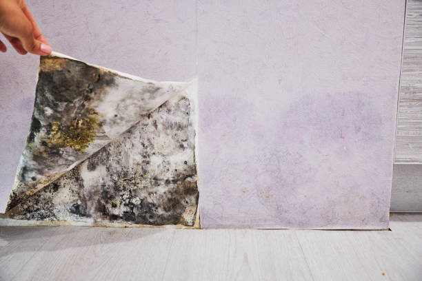 Best Emergency Mold Removal  in Elkhorn, CA